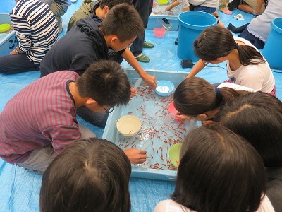 金魚すくい