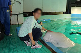 海辺の自然観察と海洋生物