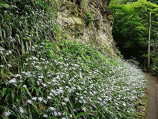 花のきりとおし 花のきりとおし