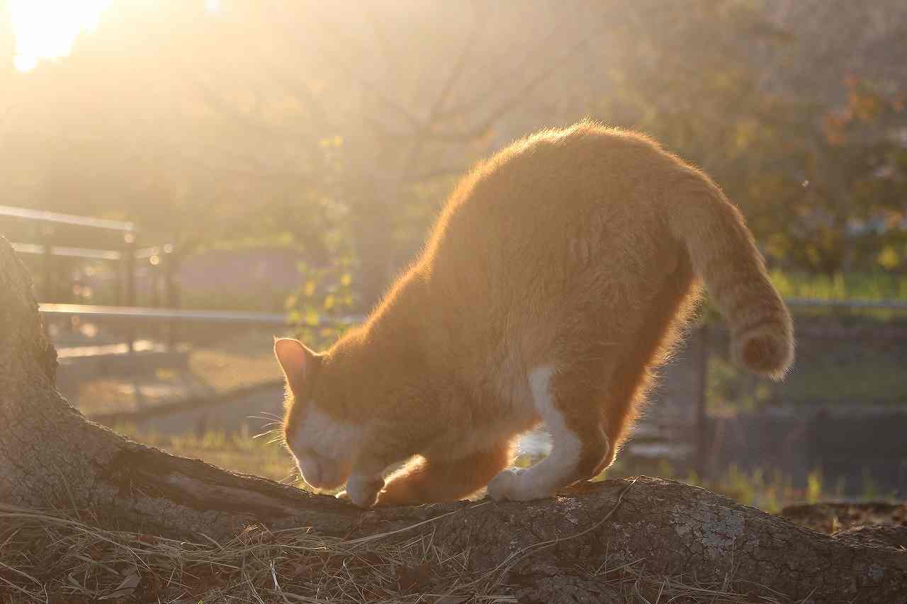 公園の茶猫