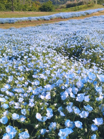 ネモフィラ畑の写真です