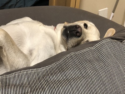 犬