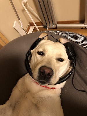 犬