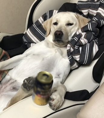 犬