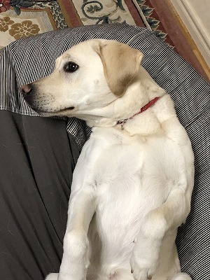 犬