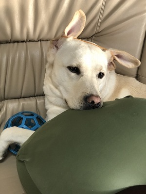 犬