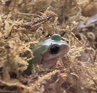 アマガエル