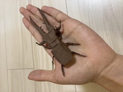 メタリフェルホソアカクワガタ