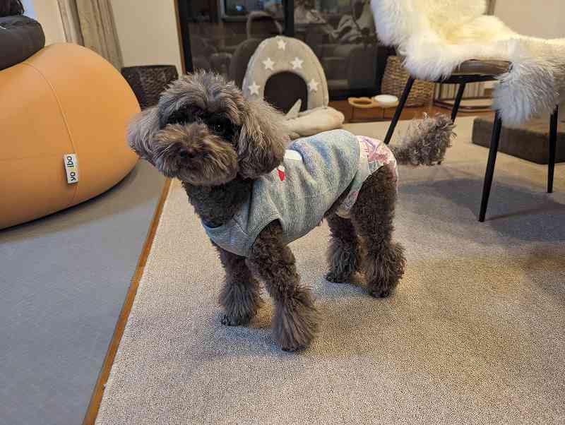 犬の写真です