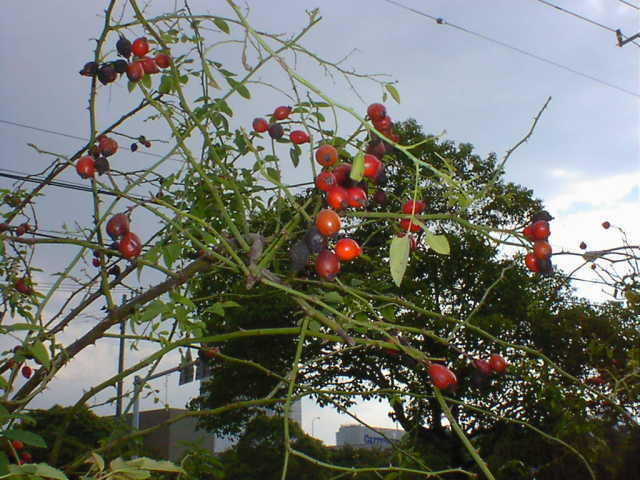 berry