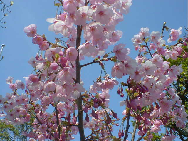 cherry blossoms