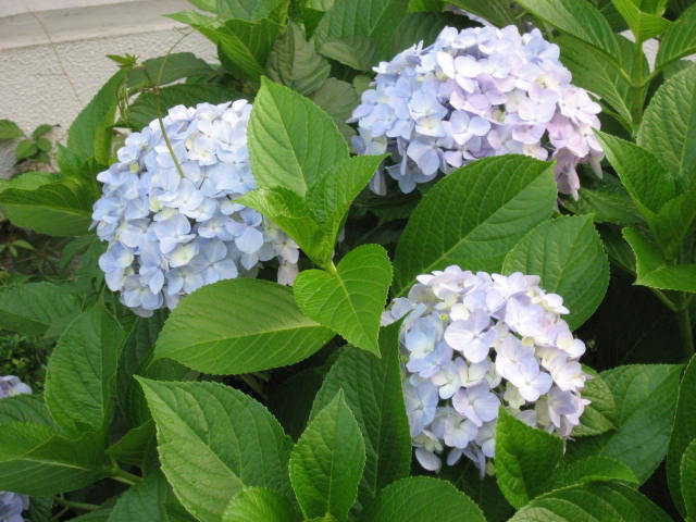 hydrangea