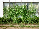 Greenery CurtainP