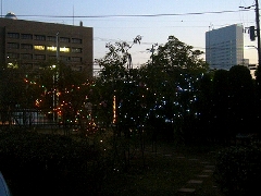 illuminated rose garden