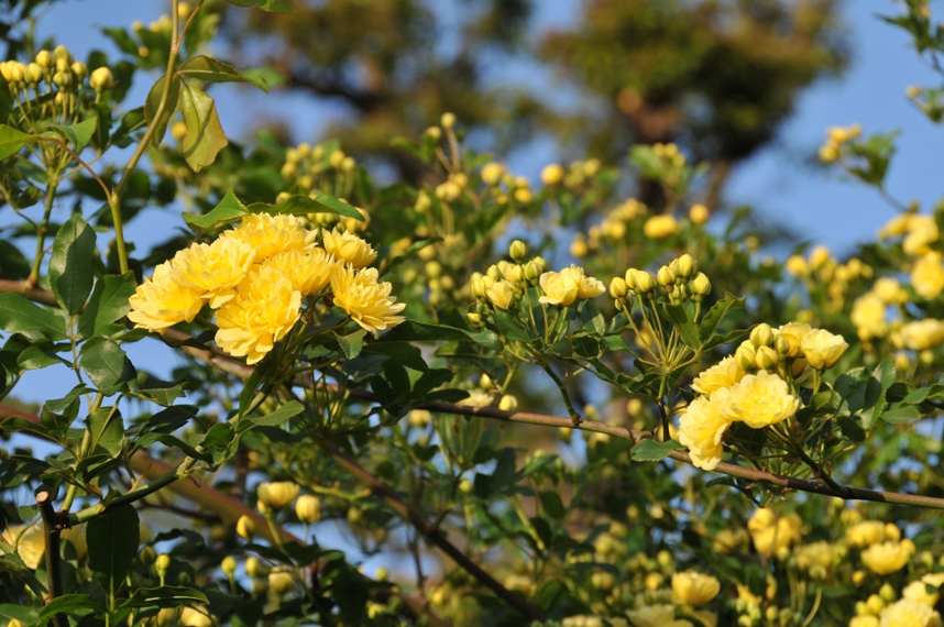 banksia roses