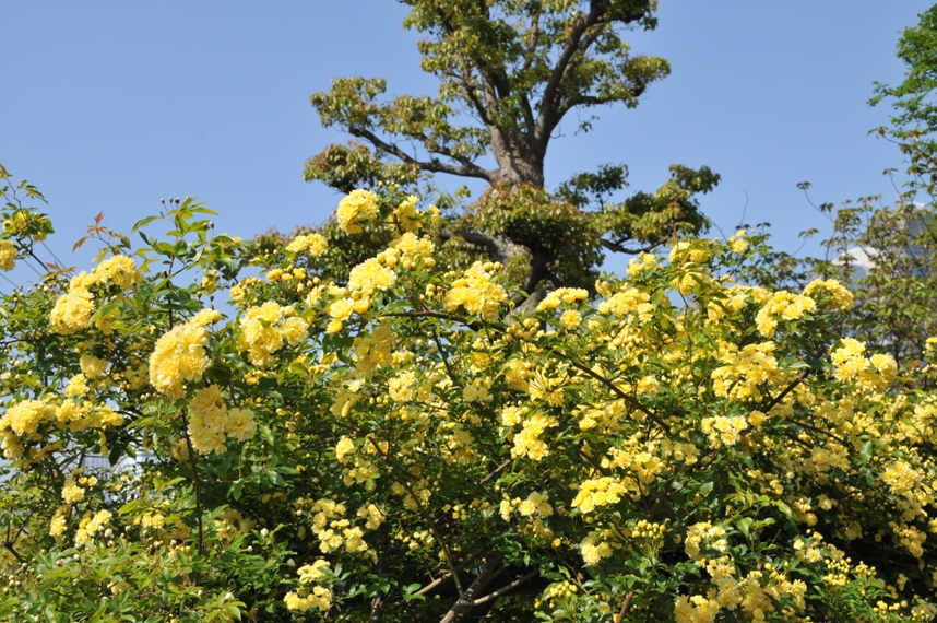 banksia roses