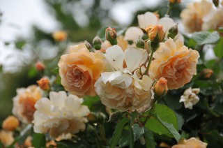 roses in the school