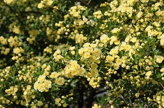 The roses in the school are in  full bloom.