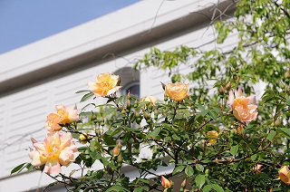 The roses in the school are in  full bloom.