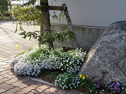 校内の花々